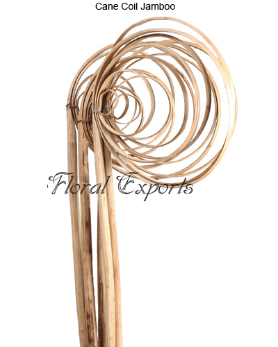 Cane Coil Jamboo