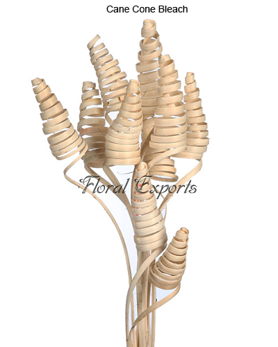 Cane Cone Bleach