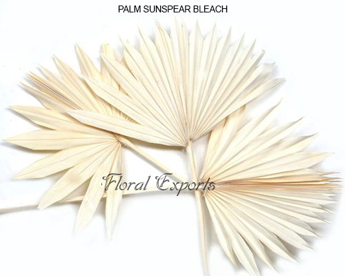 PALM SUNSPEAR BLEACH