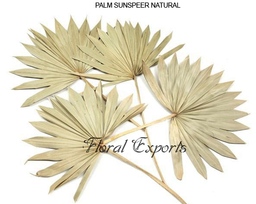 PALM SUNSPEER NATURAL