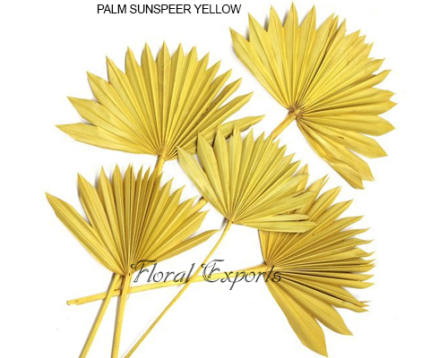 PALM SUNSPEER YELLOW