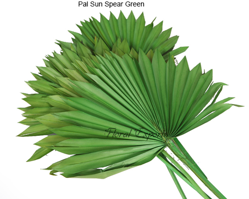 Pal Sun Spear Green