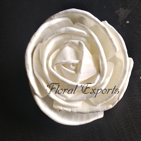 SOLA FREELAND ROSE