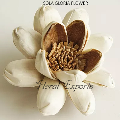 SOLA GLORIA FLOWER