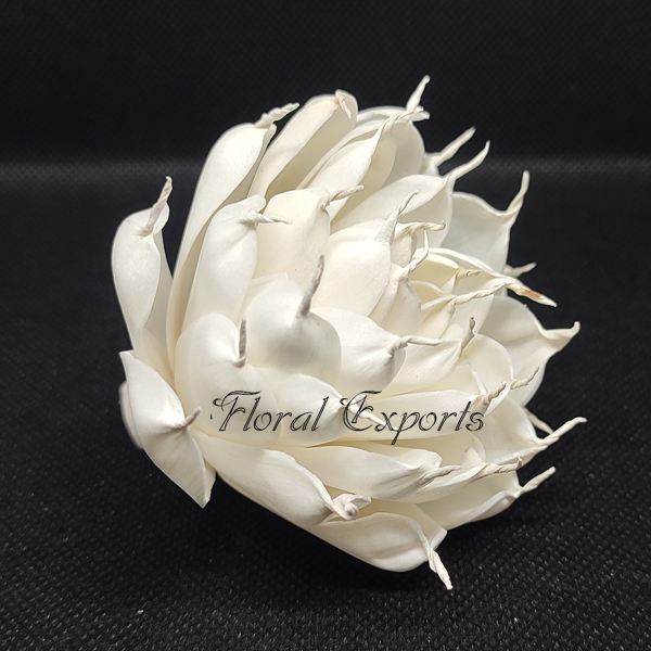 SOLA INDIAN PEONY
