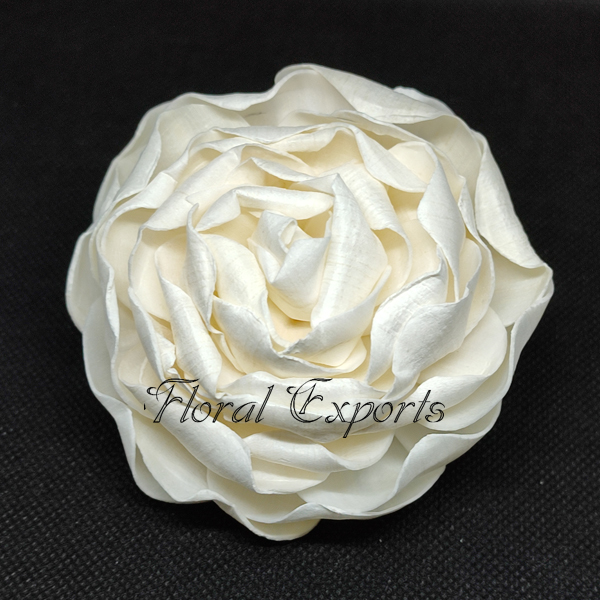 SOLA SPECIAL PEONY