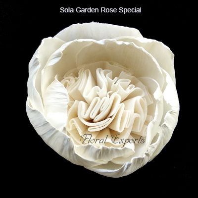 Sola Garden Rose Special1