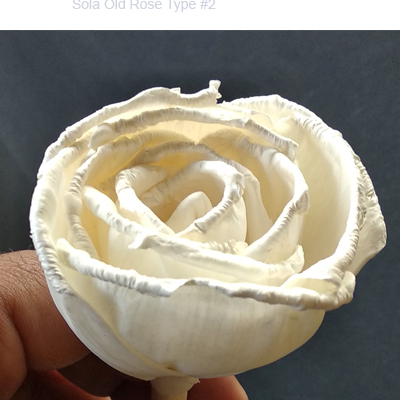 Sola Old Rose Type #2