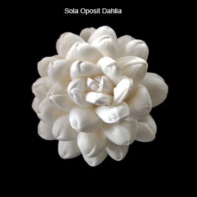 Sola Oposit Dahlia